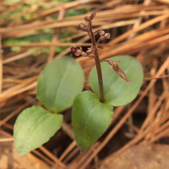 Neottia bifolia