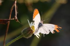 Colotis antevippe gavisa
