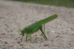 Tettigonia viridissima