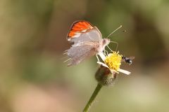 Colotis antevippe gavisa