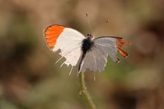 Colotis antevippe gavisa