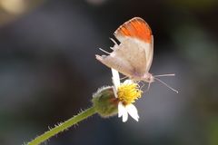Colotis antevippe gavisa