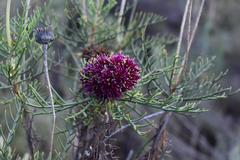 Euryops wageneri