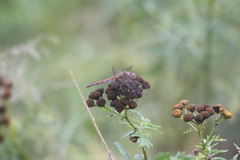 Sympetrum vulgatum