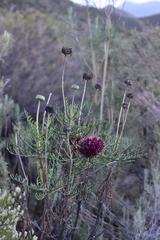 Euryops wageneri