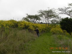 Senecio polyanthemoides