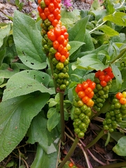 Arum maculatum