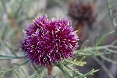 Euryops wageneri