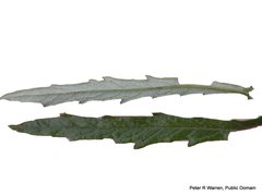 Senecio polyanthemoides