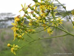 Senecio polyanthemoides