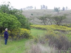 Senecio polyanthemoides