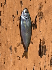 Trachurus lathami