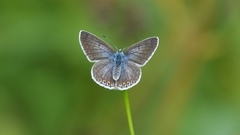 Polyommatus icarus
