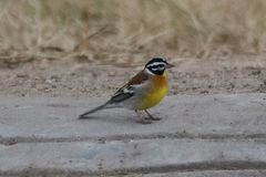 Emberiza flaviventris kalaharica
