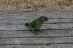 Poicephalus cryptoxanthus