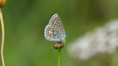 Polyommatus icarus