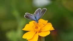 Polyommatus icarus