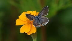 Polyommatus icarus