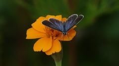 Polyommatus icarus