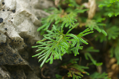 Selaginella stauntoniana