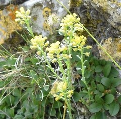 Alyssum montanum
