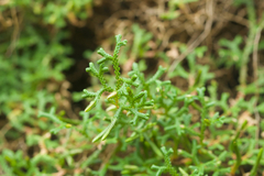Selaginella sinensis