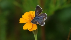 Polyommatus icarus