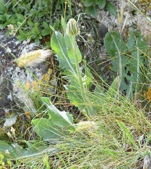 Crepis albida