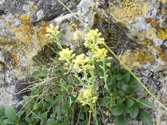 Alyssum montanum