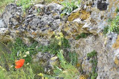 Alyssum montanum