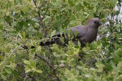 Corythaixoides concolor concolor