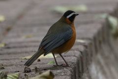 Cossypha heuglini heuglini