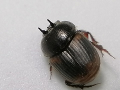 Onthophagus proletarius