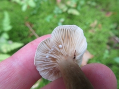 Lactarius fuliginosus