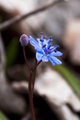 Scilla vindobonensis