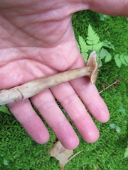 Lactarius fuliginosus