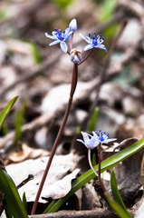 Scilla vindobonensis