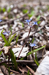 Scilla vindobonensis