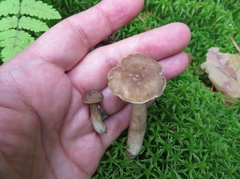 Lactarius fuliginosus