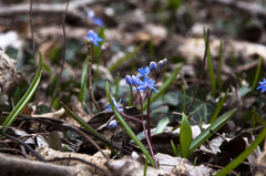 Scilla vindobonensis