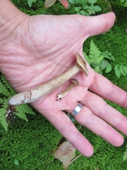 Lactarius fuliginosus