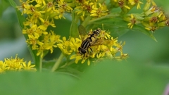 Helophilus pendulus