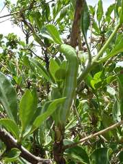 Cephonodes hylas virescens