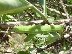 Cephonodes hylas virescens