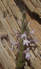 Striga bilabiata bilabiata