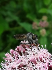 Neomochtherus geniculatus