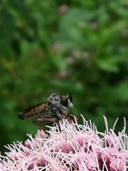 Neomochtherus geniculatus