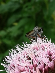 Neomochtherus geniculatus