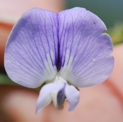 Psoralea platyphylla