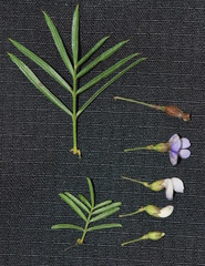 Psoralea platyphylla